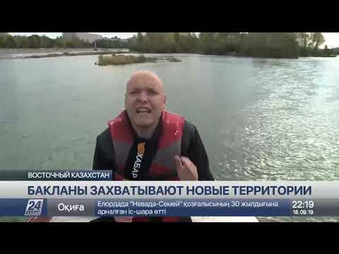 Видео: Бакланы могут стать серьезной угрозой для экологии Восточного Казахстана