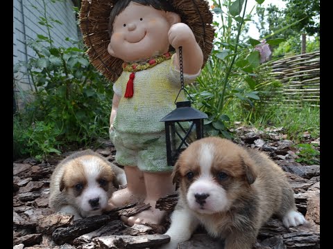 Видео: Первые дни щенка корги в вашем доме. Гуляем и разговариваем.