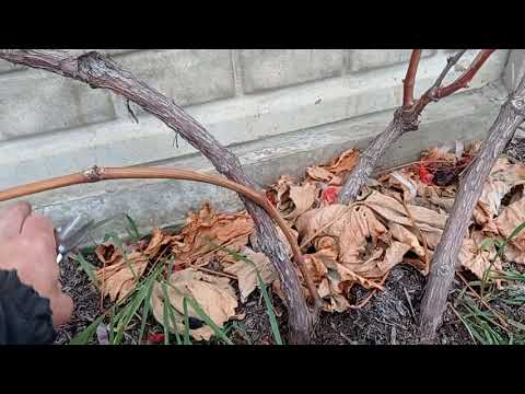 Видео: ОБРІЗКА ВИНОГРАДУ. ПІДГОТОВКА ДО ЗИМИ.