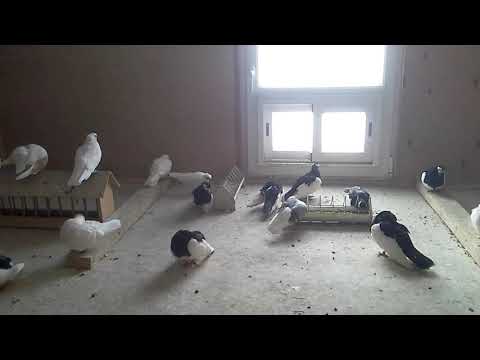 Видео: Короткоклювые голуби (Орловские белые турманы)