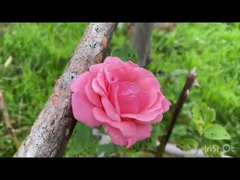 Видео: И снова здравствуйте! Почему долго не снимала. Моя рассада.  Грузинская деревня