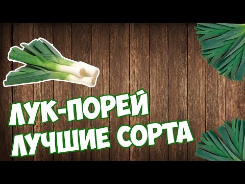 Видео: ЛУК ПОРЕЙ 🌱 Обзор лучших сортов лука порей для средней полосы от hitsadTV