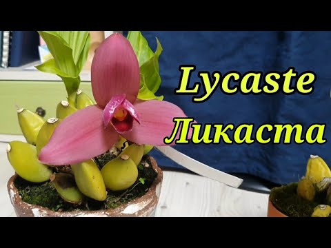Видео: Ликаста в моей коллекции. Lycaste.