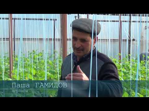 Видео: Уход за огурцами в вегетационный период (05-01-2018)