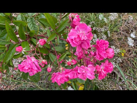 Видео: Троянди, що квітнуть до морозів. Сорти, що ростуть без догляду і як же квітнуть! Кримська Ніч