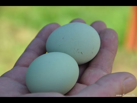 Видео: Исследование зелёных яиц китайских чернокожих кур породы Ухэйилюй