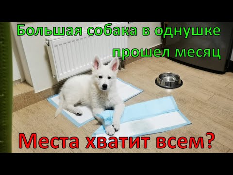 Видео: Бшо в квартире.