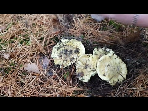 Видео: Грибы не отпускают нас домой🍄🍄🍄 растут как в сказке. 13.11.2024. Могилевская Область