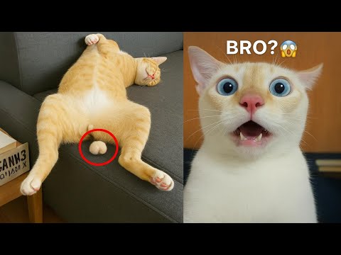 Видео: Приготовьтесь смеяться до слёз с этими забавными животными! 😹