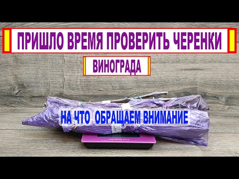 Видео: 🍇 Как ХРАНИТЬ ЧЕРЕНКИ ВИНОГРАДА зимой. Обязательно сделайте ЭТО с черенками в середине зимы!