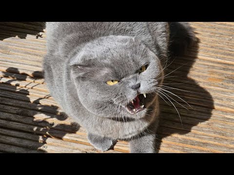 Видео: Такого ещё не было! / Злой британский кот Шипит и кусается
