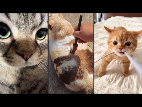 Видео: Cute and funny CATS.🐱 And Some Just Interesting Moments.😻Videos🔶 Сompilation # 54🔶