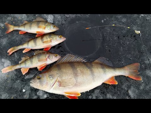 Видео: А ТУТ ЕСТЬ ПОЛОСАТЫЕ КАБАНЫ И НЕ ТОЛЬКО..... Безнасадка на Белоярском водохранилище.