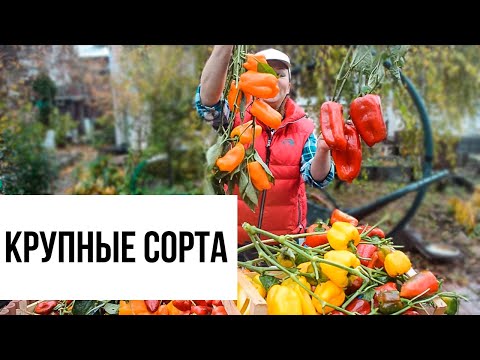 Видео: Эти сорта сажаю всегда. Лучшие сорта перца