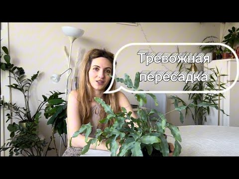 Видео: Тревожная пересадка папоротника флебодиума «голубая звезда»