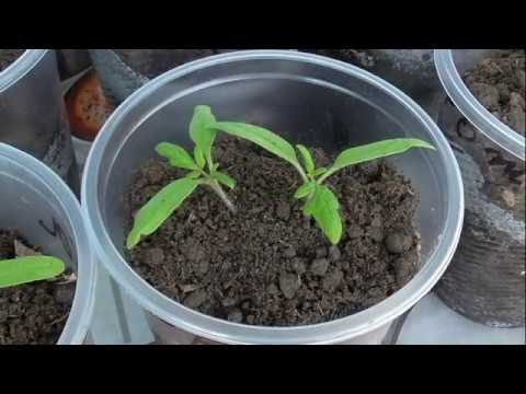 Видео: Почему я выращиваю рассаду без пикировки