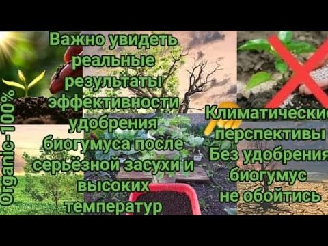 Видео: Важно просветится,увидеть реальные результаты после удобрения биогумус,при перспективах с климатом.