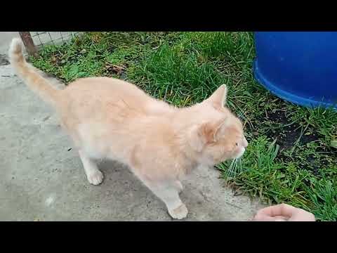 Видео: Покормил домашних питомцов,и шагаю  коплю шаги на Telegram Премиум 100.000 монет в Step Mania .