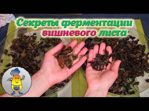 Видео: Вишневый чай -  секреты ферментации. Как правильно сделать чай из листьев вишни в домашних условиях