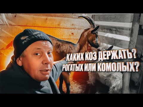 Видео: Мой мелкий рогатый скот: козы, бараны, овцы. "Мое Подворье"