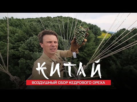 Видео: СБОР ШИШЕК НА ВОЗДУШНОМ ШАРЕ. КАКОВЫ НА ВКУС ДИКИЕ ЖАБЫ?. Китай. Мир наизнанку 11 сезон 17 серия