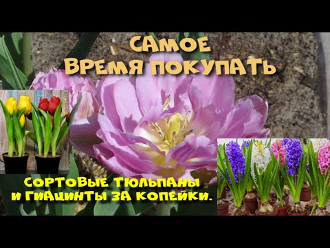 Видео: ЧТО ДЕЛАТЬ С ТЮЛЬПАНАМИ И ГИАЦИНТАМИ ПОСЛЕ ВЫГОНКИ?Сортовые тюльпаны и гиацинты  за копейки