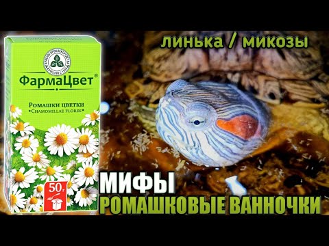 Видео: МИФЫ РОМАШКОВЫХ ВАННОЧЕК▷Линька/Микозы у красноухих черепах
