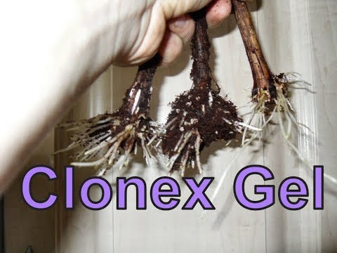 Видео: Виноград .Простейшее укоренение с Клонекс -гель .