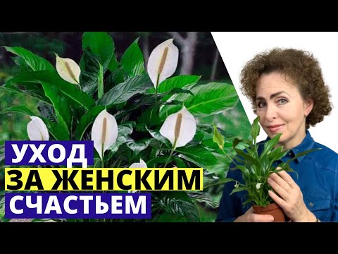 Видео: Спатифиллум Женское Счастье особенности ухода