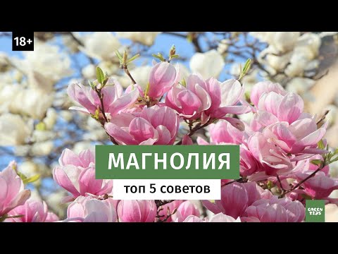 Видео: МАГНОЛИЯ. Уход за магнолией - топ 5 советов.