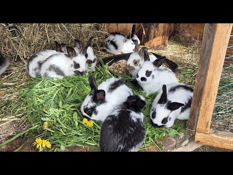 Видео: РАЗВЕДЕНИЕ КРОЛИКОВ🐇🐰🐰🐇🐰