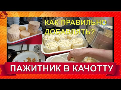 Видео: Как добавлять ПАЖИТНИК В КАЧОТТУ? Особенности процесса/ Caciotta Cheese with Fenugreek
