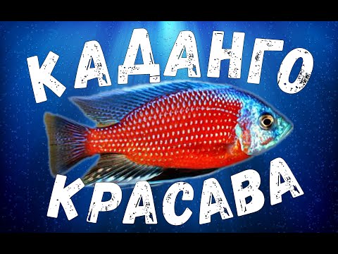 Видео: Новая рыба на разводне - Копадихромис каданго (Copadichromis borleyi Kadango) / Красный каданго