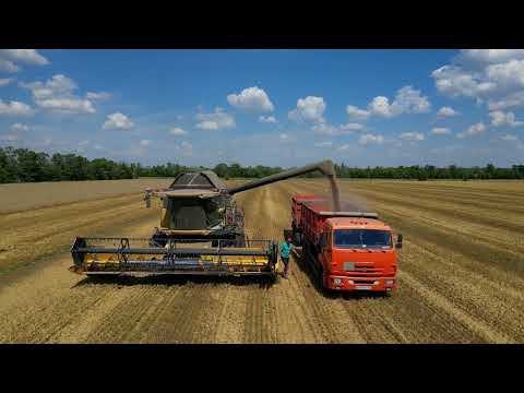 Видео: ООО "РАЗДОЛЬЕ". Ростовская область п. Двуречье. Уборка озимой пшеницы - 2023