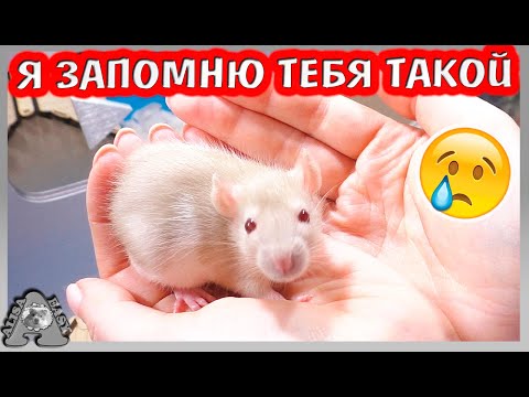 Видео: Не могла вам рассказать / грустные новости о КРЫСАХ / последнее видео Дарины / Alisa Easy Pets