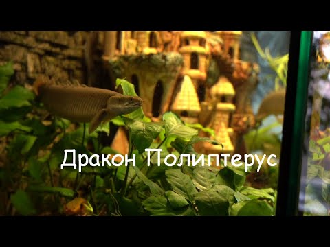 Видео: Рыба-дракон Полиптерус