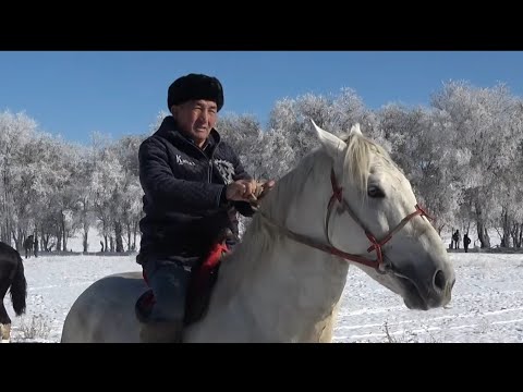Видео: 05.11.2025 Төлеби ауданы Нысанбек ауылы  Әбусейіт атамыздың көкпар тойы 