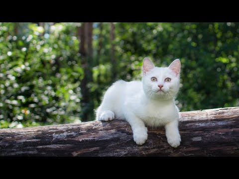 Видео: Музыка успокаивает кошку Успокойте кошку за 10 минут 🎵 Музыка для кошек со звуками кошачьего мурл...