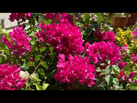 Видео: Болмо гулу | Жайкы биздин Гулзар 🌺