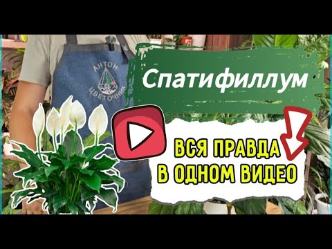 Видео: Спатифиллум пересадите так и куст вырастет в 3 раза больше