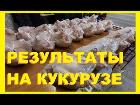 Видео: Кормить бройлера кукурузой!  И что в итоге?