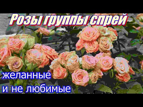 Видео: Розы группы спрей желанные и не любимые.