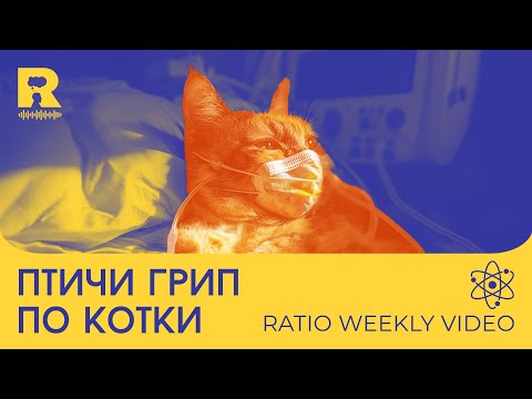 Видео: Птичи грип по котки [Ratio Weekly с Никола Кереков]