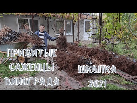 Видео: Привитые саженцы винограда. Финиш выращивания!