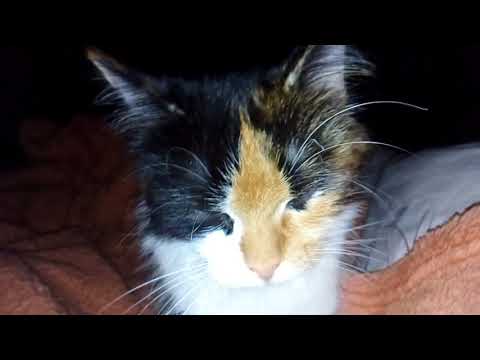 Видео: Кошка танцует гимн Беларуси