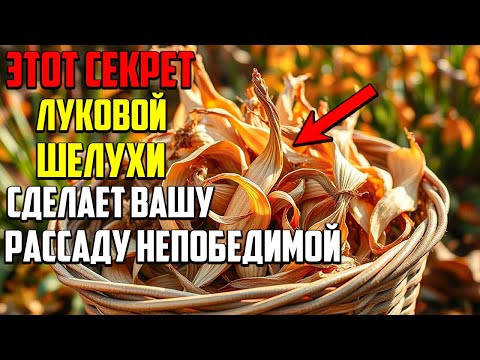 Видео: Никогда Не Выбрасывайте Луковую Шелуху! Вот Почему Она Нужна Вашей Рассаде!