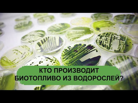 Видео: КТО ПРОИЗВОДИТ БИОТОПЛИВО ИЗ ВОДОРОСЛЕЙ?