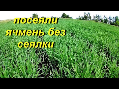 Видео: Посеяли ячмень без сеялки