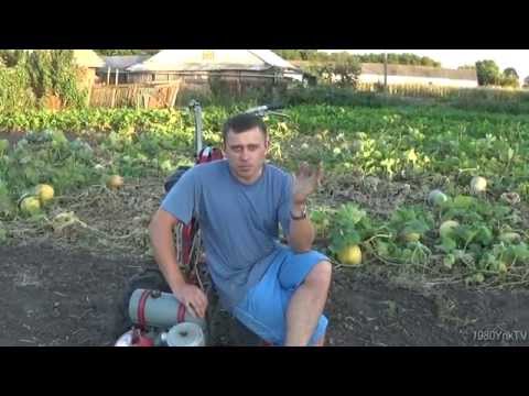 Видео: Работа бороной. Уборка после выкопки картофеля. Сеем рожь...