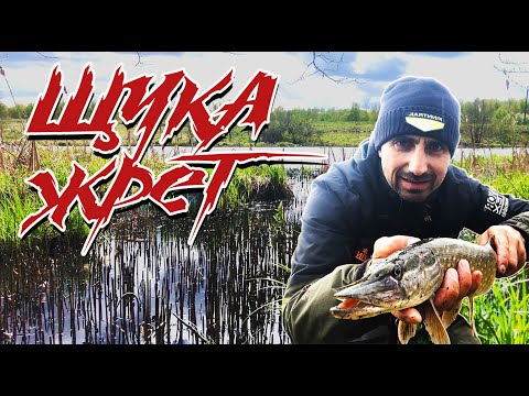 Видео: КРУТАЯ РЫБАЛКА, ЩУКА ПОСЛЕ НЕРЕСТА, ЛОВЛЯ НА ВОБЛЕРЫ.
